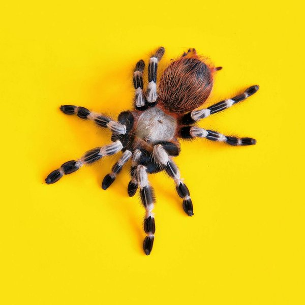 What Are the Best Practices for Monitoring the Health of a Pet Tarantula?