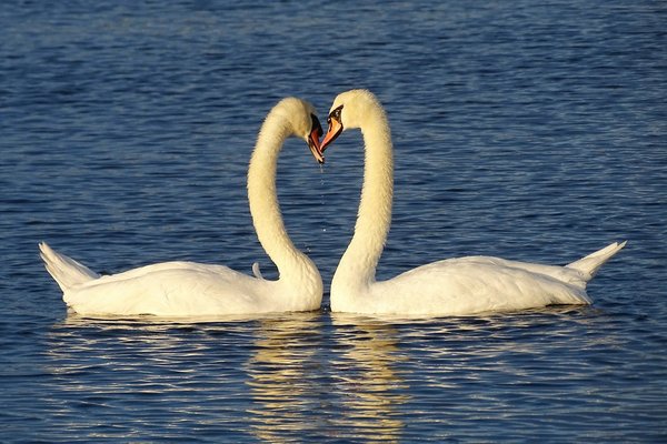 What Are the Most Effective Training Techniques for Mute Swans in Captivity?